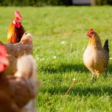 Ecohome Jutter 8 And Baby Zeezand Recreatie Feriehus 't Zand