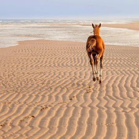 Ecohome Jutter 8 And Baby Zeezand Recreatie Feriehus