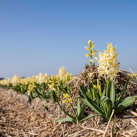 Feriehus Ecohome Jutter 8 And Baby Zeezand Recreatie